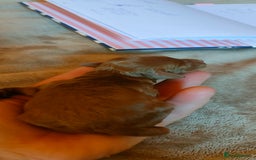 Miniature Poodle dogs for sale: ✨ Miniature Poodle Puppies for Reservation! ✨   - Image 10