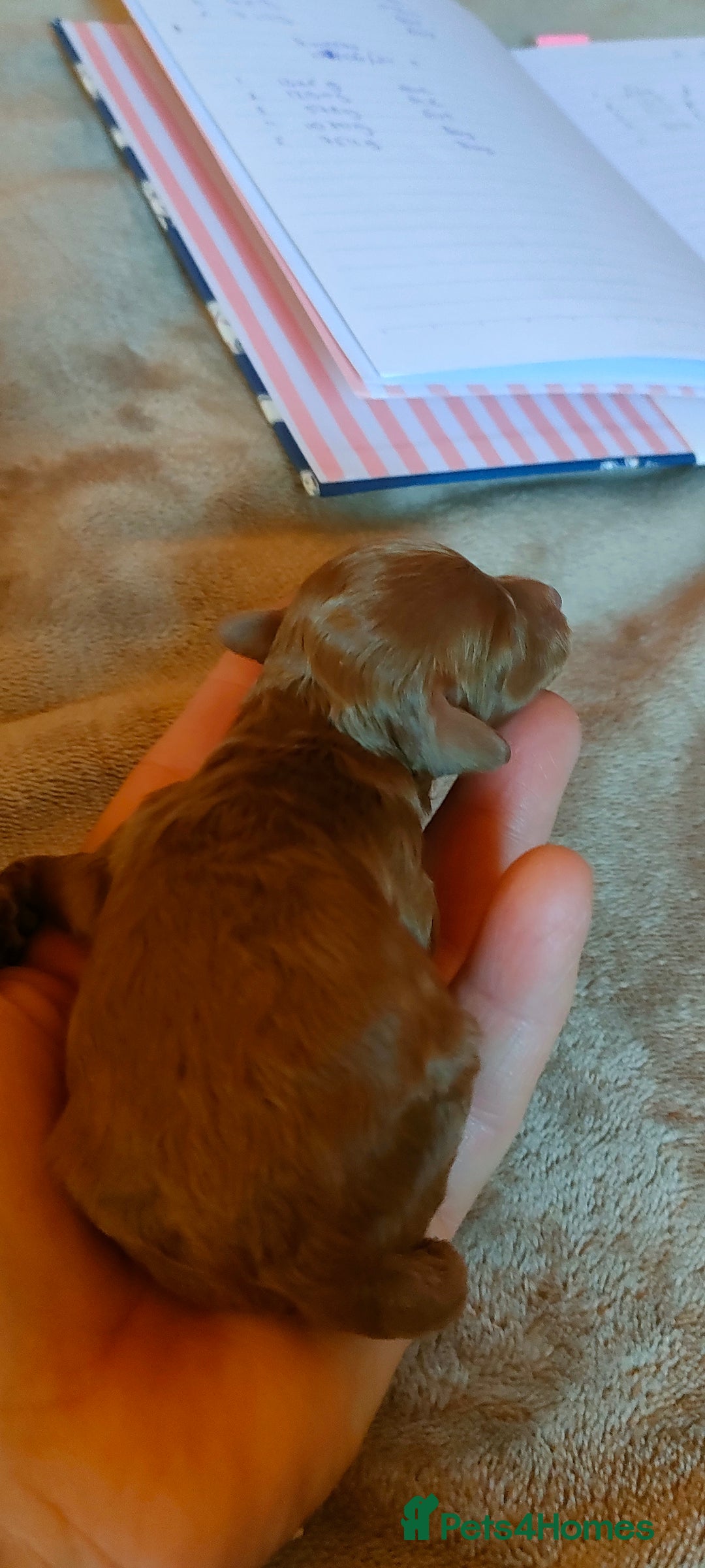 Miniature Poodle dogs for sale: ✨ Miniature Poodle Puppies for Reservation! ✨   - Image 10