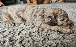 Cockapoo dogs for sale: Cockapoo puppies - Image 11