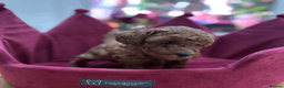 Toy Poodle dogs for sale: PURE TOY POODLES - Advert 4