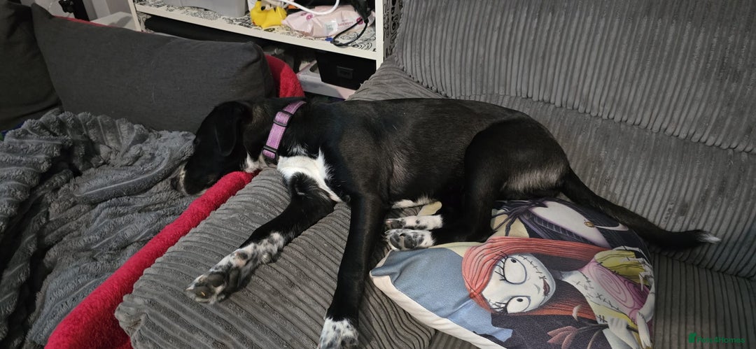 Mixed Breed dogs for sale: Beautiful 1 year old female dog  - Advert 5