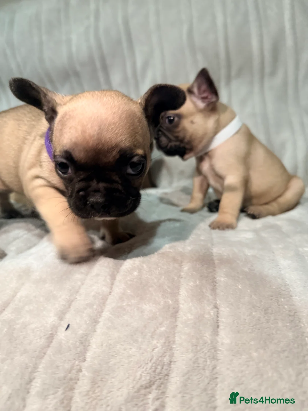 French Bulldog dogs for sale: Pedigree Mum Frenchy Pups-Gorgeous  ! - Advert 32