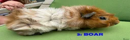 Guinea Pig rodents for sale: Guinea Pigs - Ready Now - Advert 5