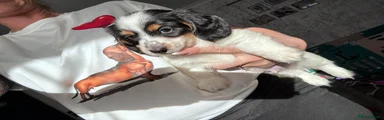 Miniature Dachshund Puppy 1