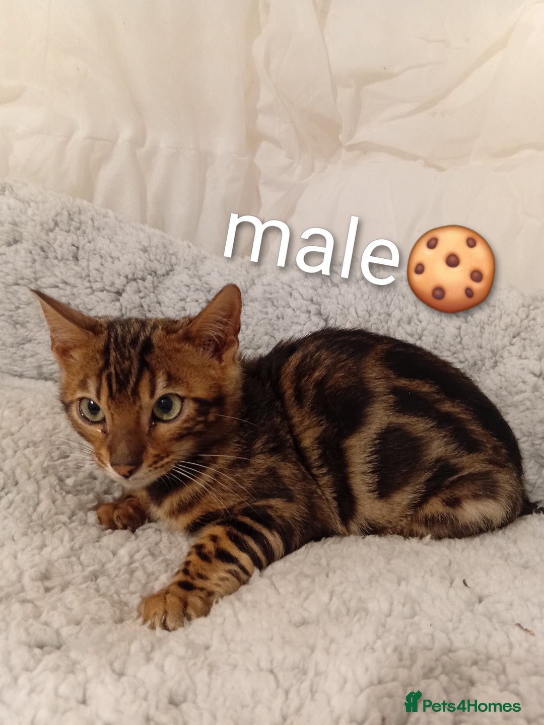 Bengal cats for sale: Kittens Bengal Pedigree tree blood line - Advert 3