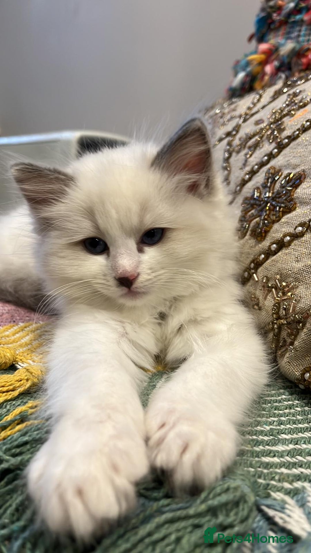 Ragdoll cats for sale: ONE MALE BLUEPOINT RAGDOLL KITTEN BEAUTIFUl BABY - Advert 4