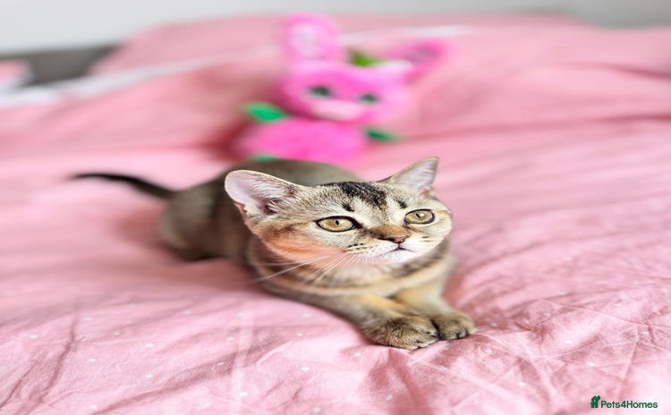 Scottish Fold cats - Advert 9
