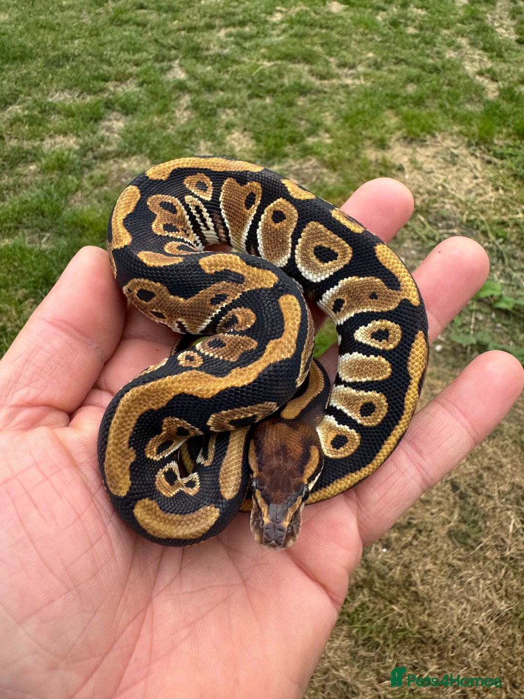 Python Snake reptiles for sale: Royal python hatchlings for sale  - Image 11