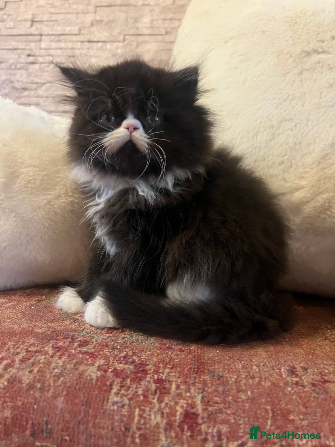 Persian cats for sale: Gorgeous Persian Kittens  - Advert 8
