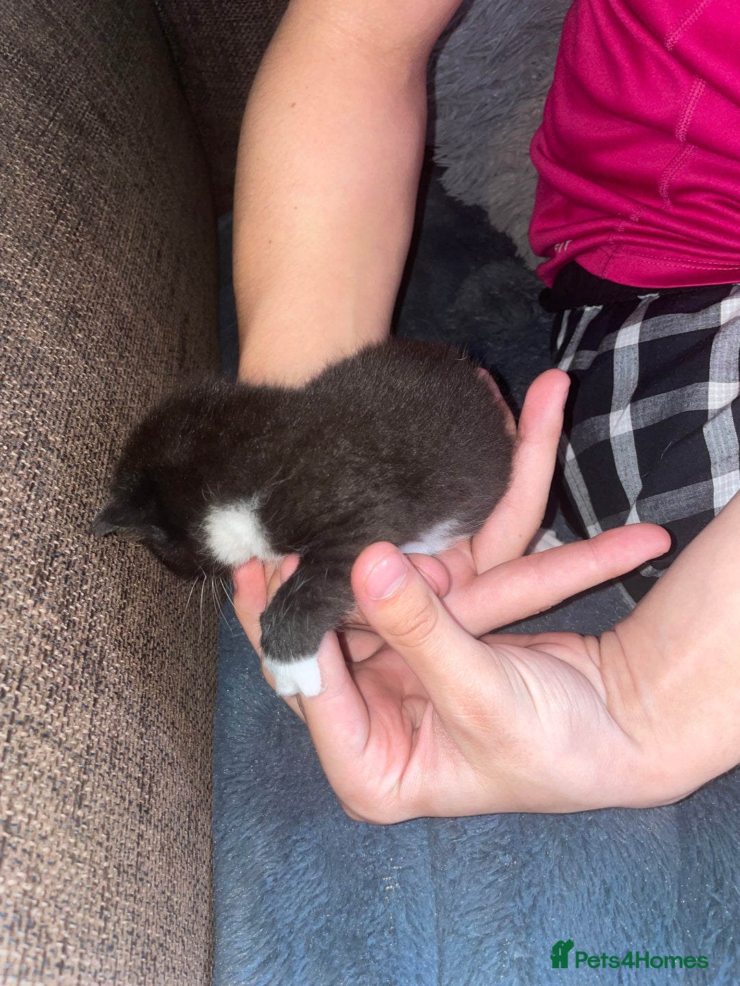Mixed Breed cats for sale: Kittens For Rehoming  - Image 3