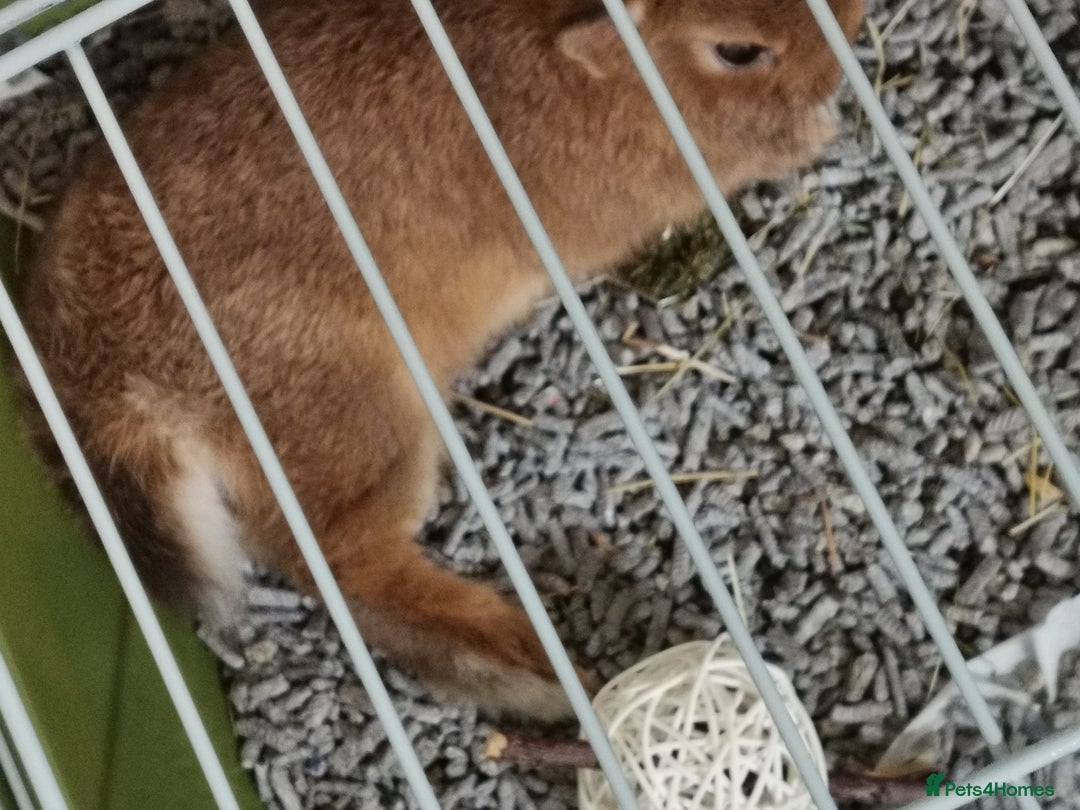 Netherland Dwarf rabbits for sale: Unique, Rare Red Fox Rabbit for sale - Advert 17