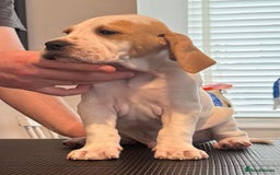 Pointer dogs for sale: Top Quality well bred pointer puppies - Image 4