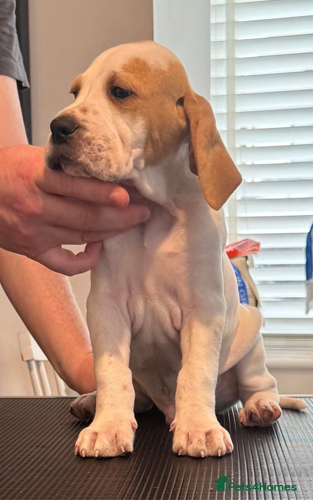 Pointer dogs for sale: Top Quality well bred pointer puppies - Image 4