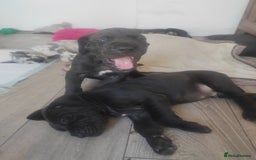 Great Dane dogs for sale: Beautiful KC registered Great Dane Puppies  - Image 28