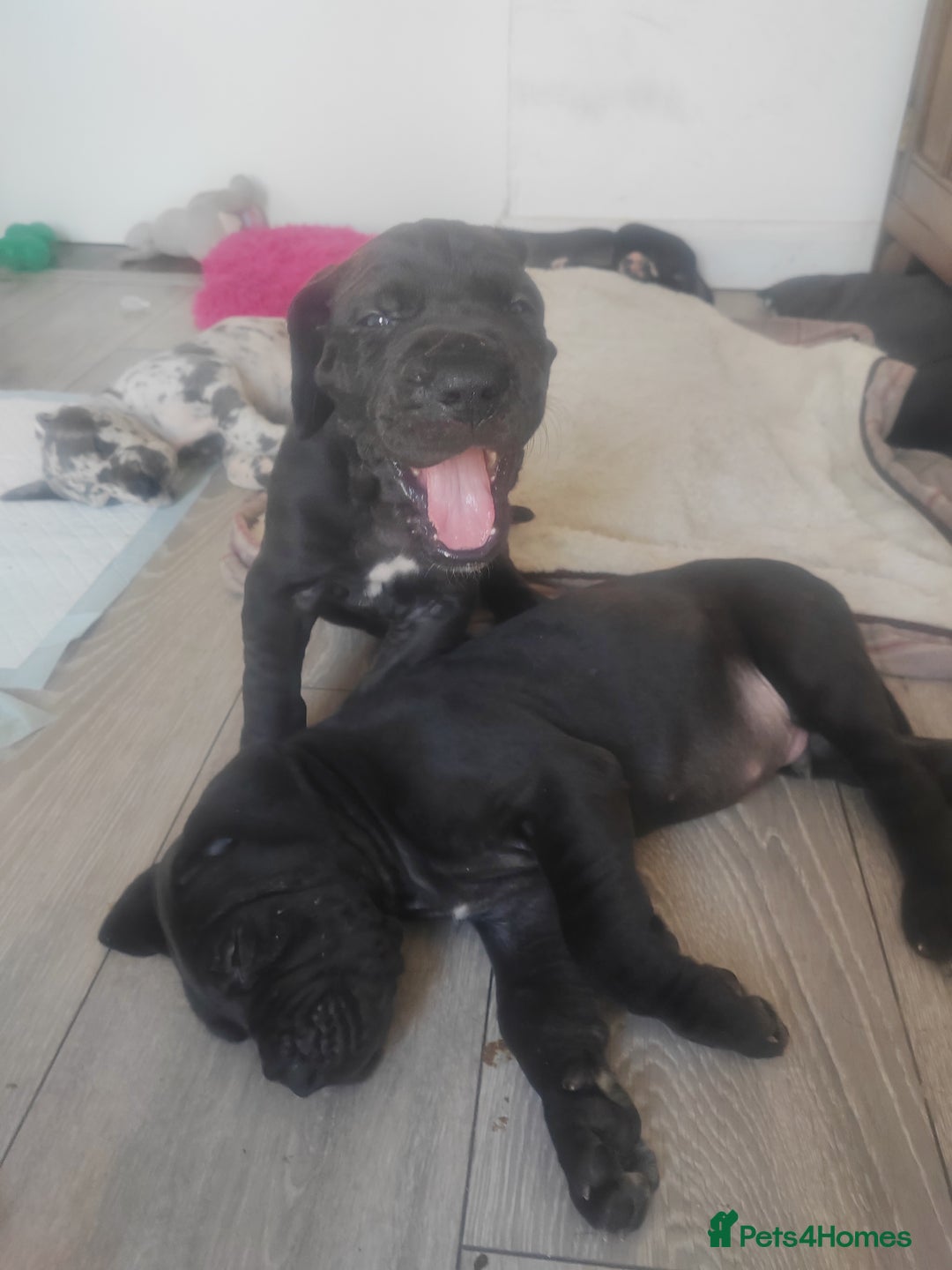 Great Dane dogs for sale: Beautiful KC registered Great Dane Puppies  - Image 28