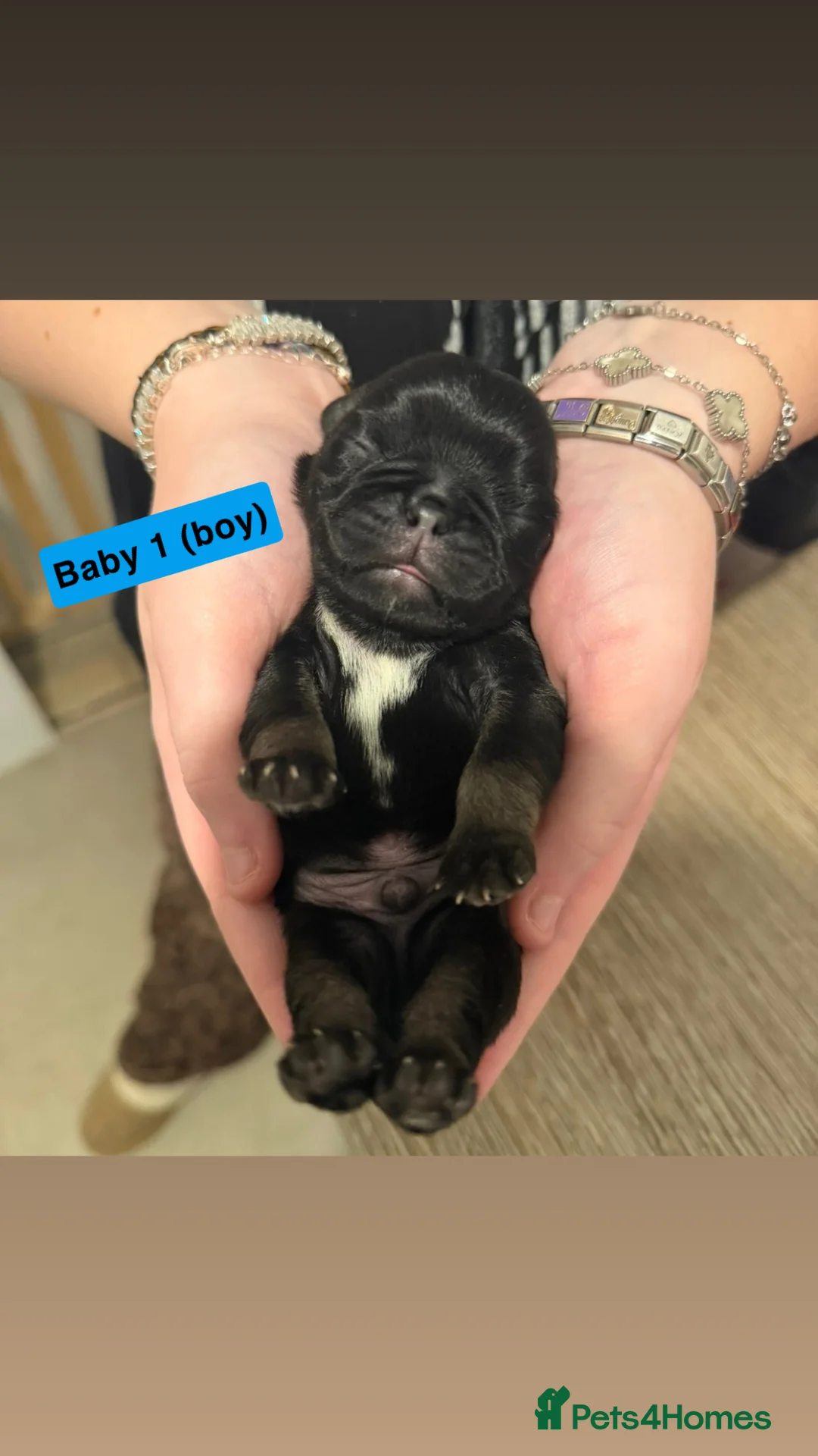 Pug dogs for sale: Pug puppies.  - Advert 10