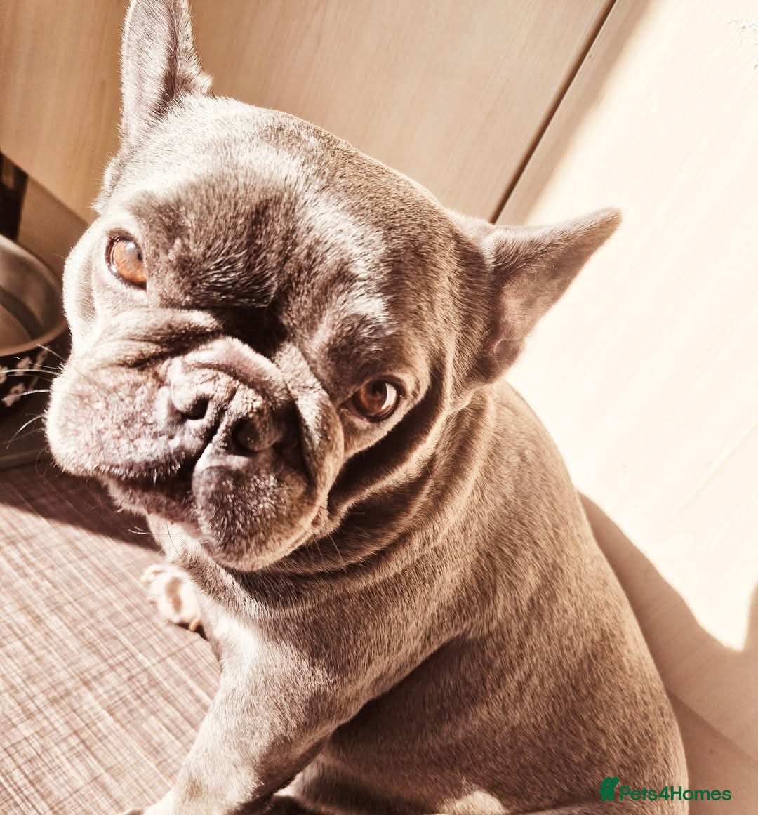 French Bulldog dogs for sale: Beautiful girl looking for family environment  - Image 3