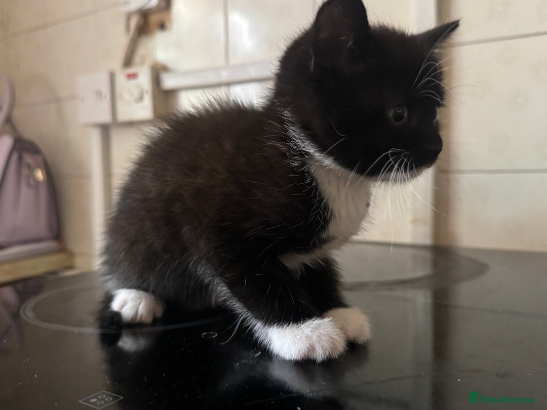 Domestic Shorthair cats for sale: Domestic Kittens - Image 5