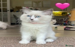 Ragdoll cats for sale: Ragdoll kittens one girl available  - Image 12