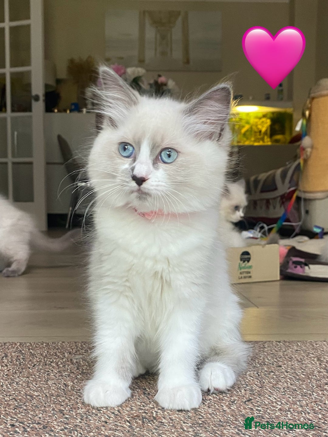 Ragdoll cats for sale: Ragdoll kittens one girl available  - Image 12