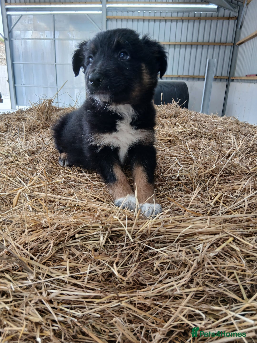Border Collie dogs for sale: Beautiful long hair puppies  - Image 7