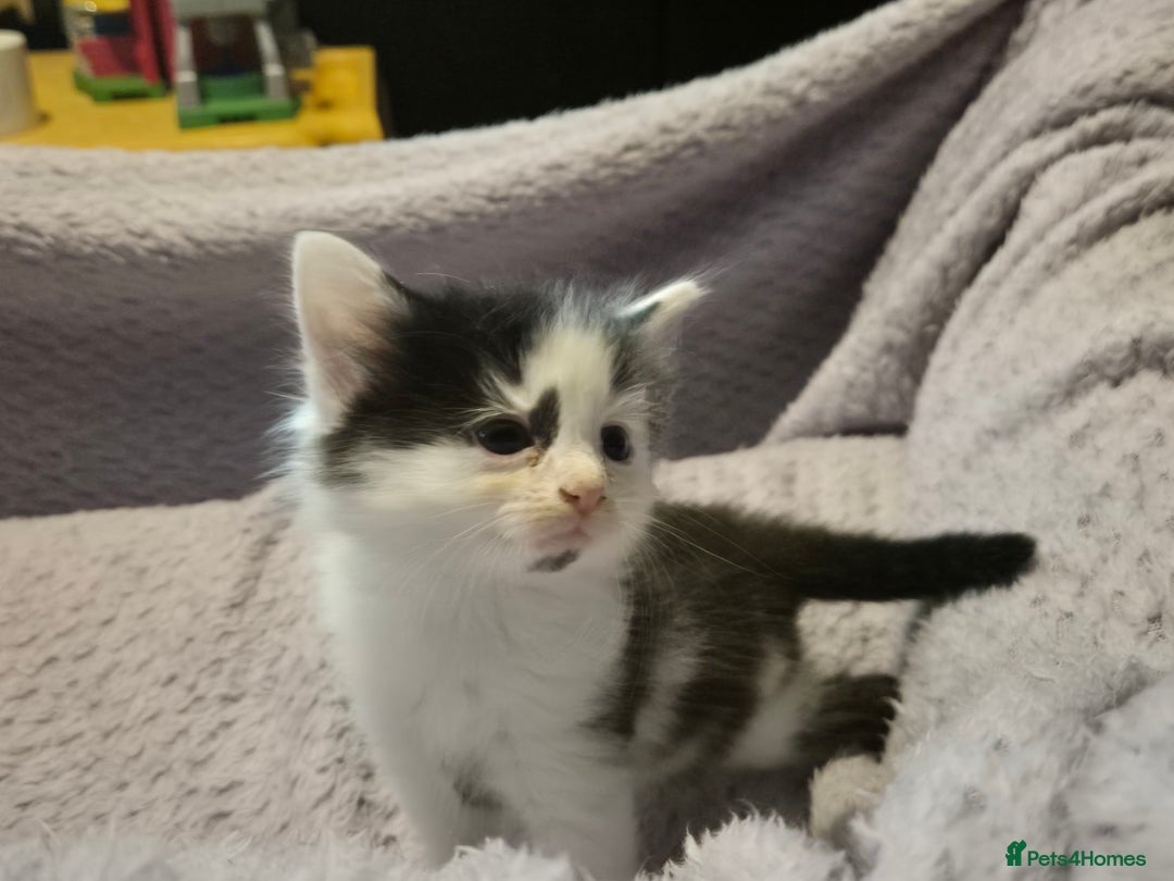 Mixed Breed cats for sale: Gorgeous kittens long and short haired - Image 7