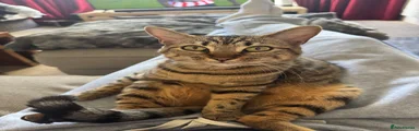 Bengal (Peanut)