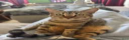 British Shorthair cats for sale: 1x British Shorthair| 2x Bengal Cats  - Advert 4