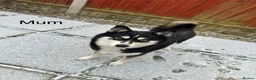 Pomsky dogs for sale: Stunning Blue Eyed F4 Pomsky Puppies in Widnes - Advert 11