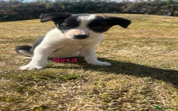 Border Collie dogs for sale: Beautiful border collie puppies for sale  - Image 13