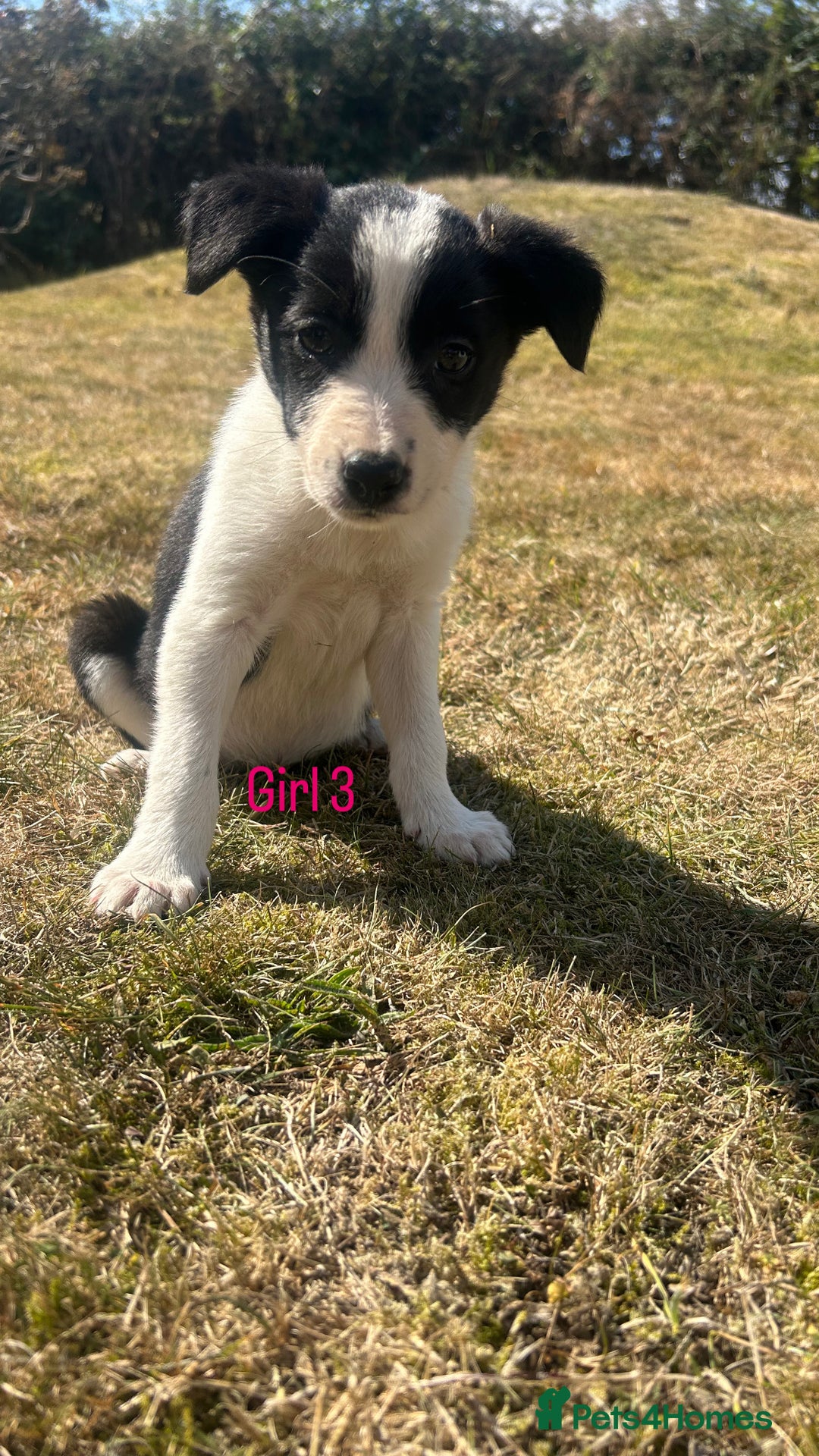 Border Collie dogs for sale: Beautiful border collie puppies for sale  - Image 13