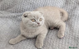 Scottish Fold cats for sale: Scottish fold kittens are looking for family🥰 - Advert 15
