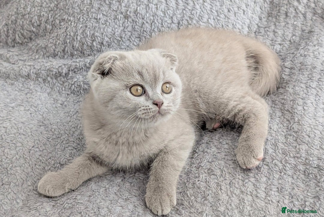 Scottish Fold cats for sale: Scottish fold kittens are looking for family🥰 - Advert 15