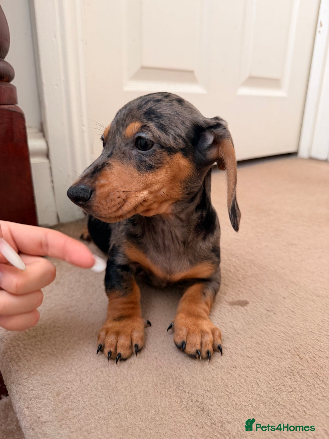 Dachshund dogs for sale: Last 3 Dachshund  - Advert 6