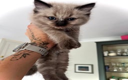 Ragdoll cats for sale: Pedigree Mink Ragdoll kittens  - Image 21
