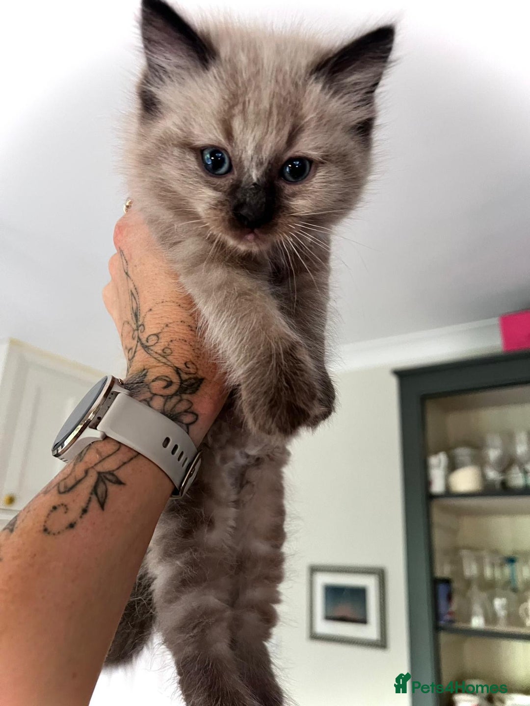 Ragdoll cats for sale: Pedigree Mink Ragdoll kittens  - Image 21