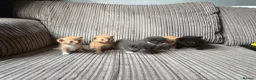 Mixed Breed cats for sale: Half ragdoll kittens  - Advert 26