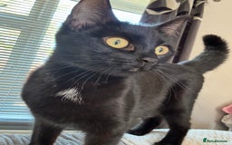 Mixed Breed cats for sale: Gorgeous kittens for sale  - Image 2