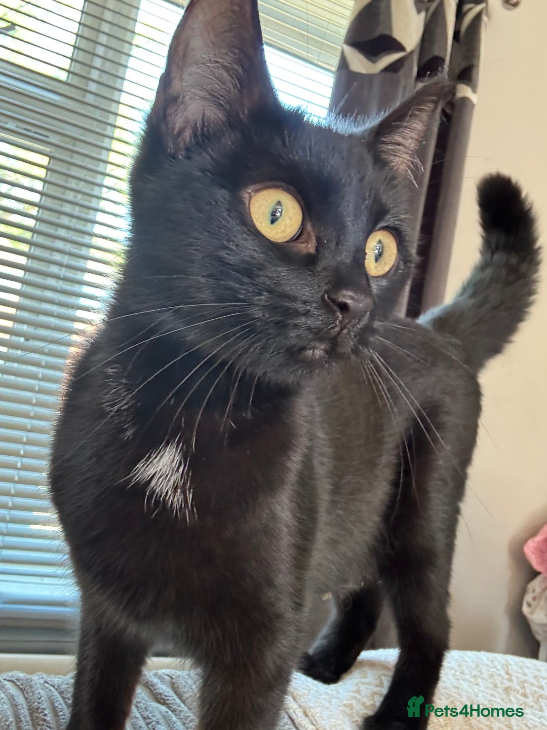Mixed Breed cats for sale: Gorgeous kittens for sale  - Image 2