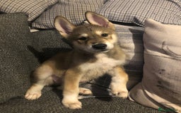 Mixed Breed dogs for sale: READY NOW! Beautiful Japanese Akita Puppies - Image 25