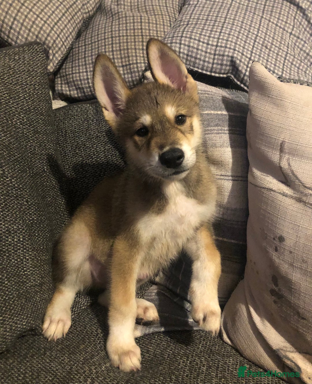 Mixed Breed dogs for sale: READY NOW! Beautiful Japanese Akita Puppies - Image 25
