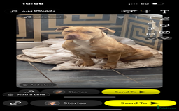 American Bully dogs for sale: American bully’s  - Image 4