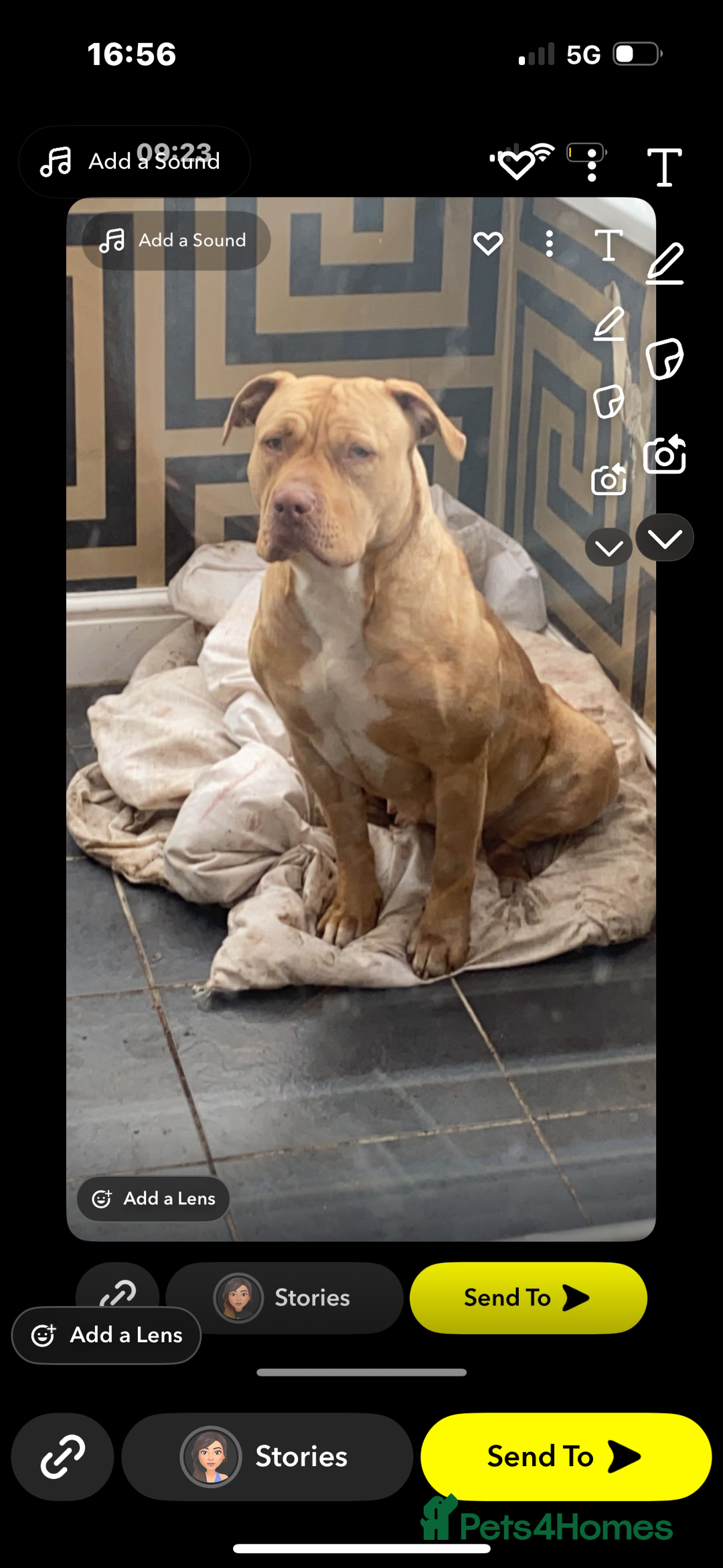 American Bully dogs for sale: American bully’s  - Image 4