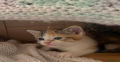 Mixed Breed cats - Advert 7