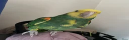 Parrots birds for sale: Hand tame Double yellow head Amazon - Advert 4