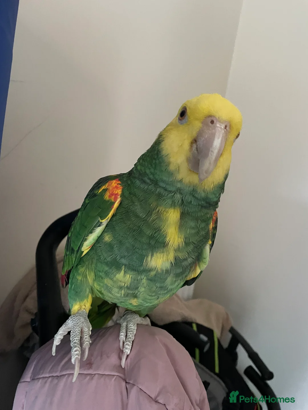 Parrots birds for sale: Hand tame Double yellow head Amazon - Advert 4