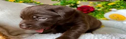 Labrador Retriever dogs for sale: STUNNING Chocolate Labrador Puppies  - Advert 35