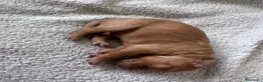 Cockapoo 3