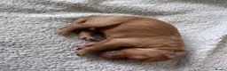 Cockapoo dogs for sale: Beautiful Cockapoo Puppies 🐾 in West Kilbride - Advert 4