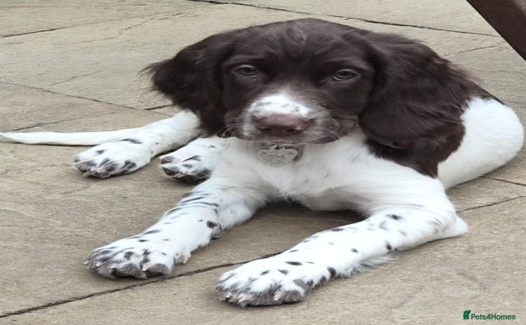 English Springer Spaniel dogs - Advert 3